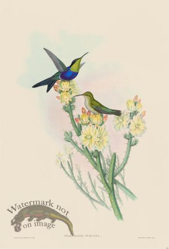 Gould Hummingbird 101